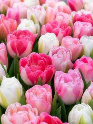 zsongás1 Pasztell tulipánválogatás – Zsongás (10 és 40 db)