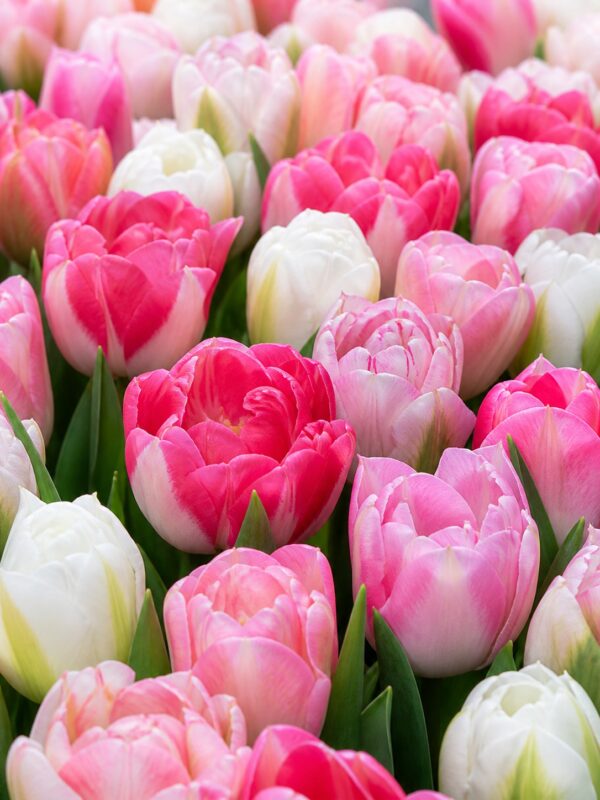zsongás1 Pasztell tulipánválogatás – Zsongás (10 és 40 db)