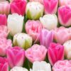 zsongás2 Pasztell tulipánválogatás – Zsongás (10 és 40 db)