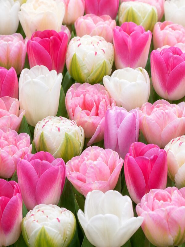 zsongás2 Pasztell tulipánválogatás – Zsongás (10 és 40 db)